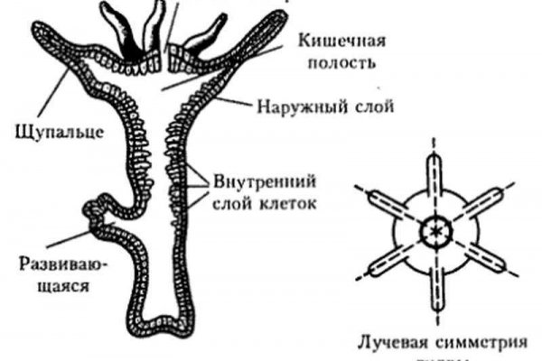 Через какой браузер можно зайти на кракен